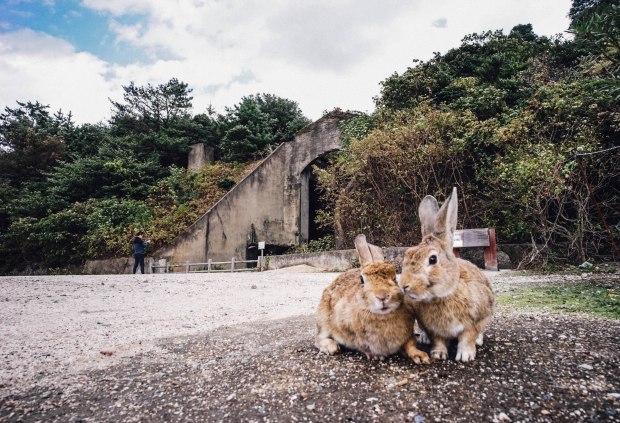 okunoshima-island
