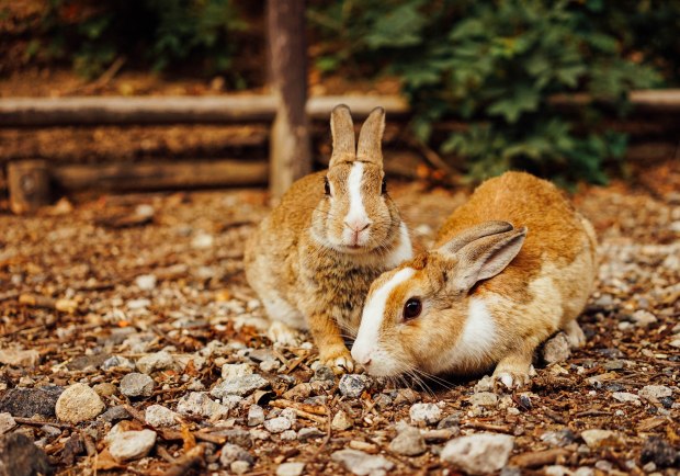 okunoshima-island-rabbits