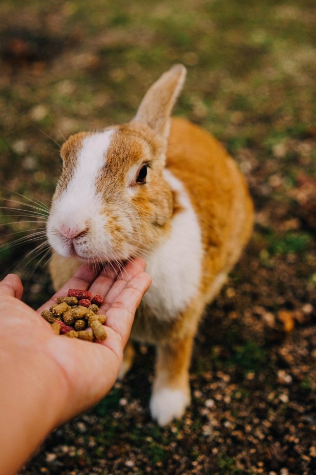 okunoshima-island-rabbits