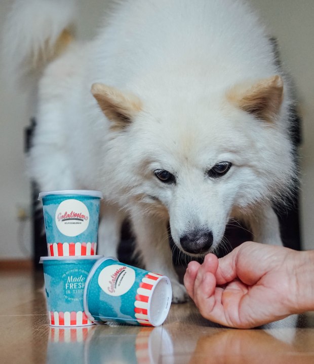 gelatissimo-dog-week-3