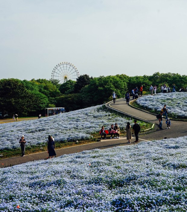 hitachi-seasside-park-nemophilia-hill-2