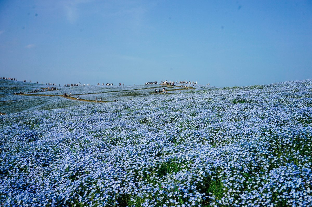 hitachi-seasside-park-nemophilia-hill-3