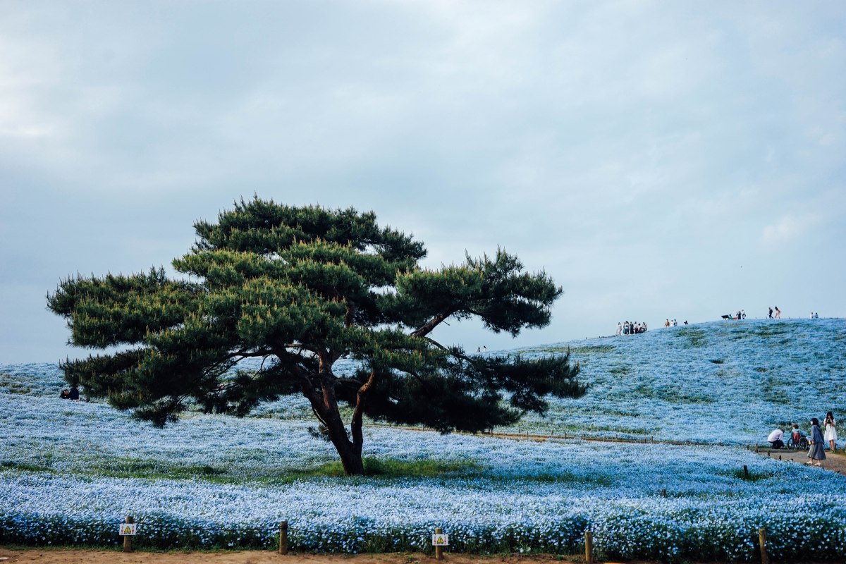 hitachi-seasside-park-nemophilia-hill-5