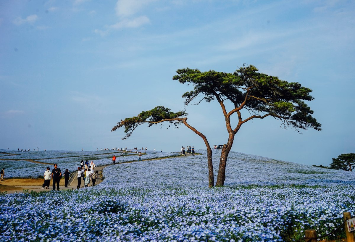 hitachi-seasside-park-nemophilia-hill