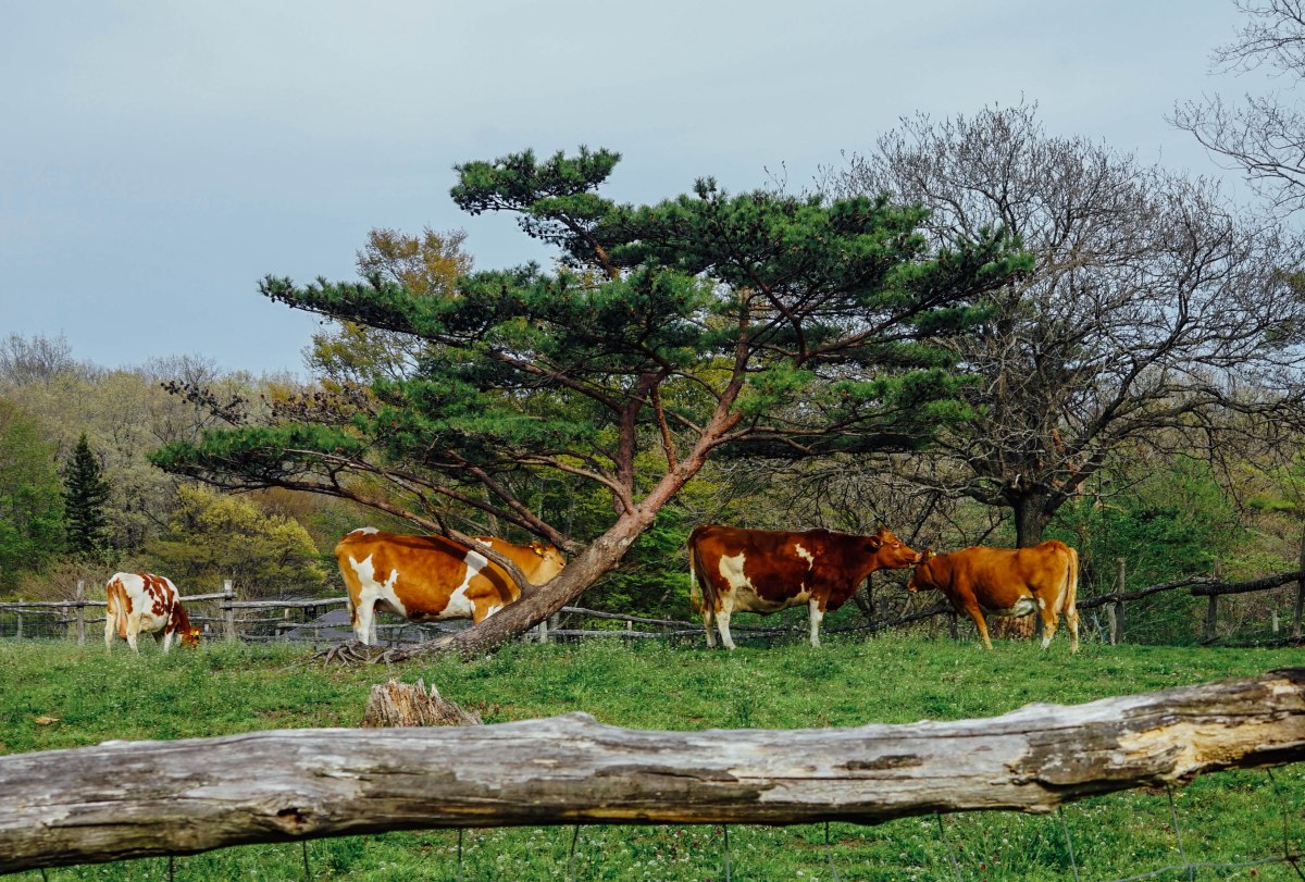 Nasu-Kogen-Minamigaoka-Dairy-2