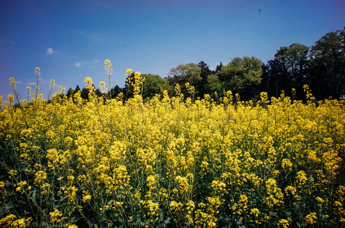 nasu-Roadside-Station-Meijinomori-Kuroiso-3
